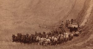 В 1904 году в России был 21 миллион лошадей (во всем мире - около 75 миллионов): 60% крестьянских хозяйств России имели 3-х и более лошадей.